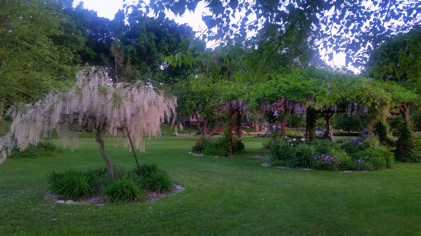 SPENT WISTERIA BLOOMS TOP FLOWERING GAZEBO; CLEMATIS CLIMB POSTS; ROSES, SCABIOSA, SWEET WILLIAM AND GARDEN PEONY BLOOM INSIDE FLOWERBEDS